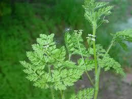 Image result for Buchnera keilii