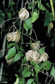 Image result for Cardiospermum grandiflorum