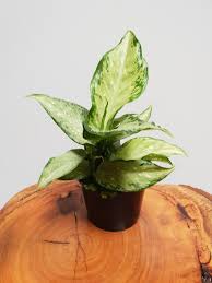 Pin On Indoor Jungle