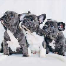 French bulldog puppies in dallas, texas. 1 French Bulldog Puppies For Sale In Austin Tx Uptown