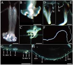 Image result for Hydrothauma manicatum
