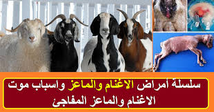علامات الحمل بعد الدورة مباشرة. Ø³Ù„Ø³Ù„Ø© Ø£Ù…Ø±Ø§Ø¶ Ø§Ù„Ø§ØºÙ†Ø§Ù… ÙˆØ§Ù„Ù…Ø§Ø¹Ø² ÙˆØ§Ø³Ø¨Ø§Ø¨ Ù…ÙˆØª Ø§Ù„Ø§ØºÙ†Ø§Ù… ÙˆØ§Ù„Ù…Ø§Ø¹Ø² Ø§Ù„Ù…ÙØ§Ø¬Ø¦