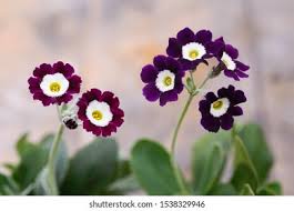 Image result for Primula x pubescens