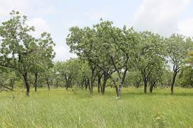 Image result for Terminalia macroptera