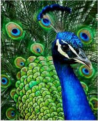 Sesame street birthday decoration ideas; Peacock Party Ideas Birthday Party Ideas For Kids