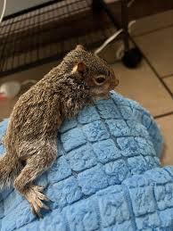 Friends!! Please keep your eyes peeled when out and about today. With the  recent storms and high winds you could likely discover locally displaced  wildlife. Please pm me if you need assistance. #