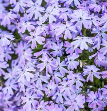 Also, perennial flowers typically bloom most during one particular season but may overlap into another season. 15 Easy Midwest Groundcovers Midwest Living