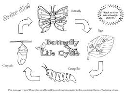 Learn how butterfly wings use ordinary color and structural color. Free Butterfly Coloring Pages Butterfly Life Cycle Butterfly Life Cycle Life Cycles Butterfly Coloring Page