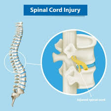 Between the vertebrae are small spaces known as intervertebral canals that allow spinal nerves to exit the spinal cord and connect to the various regions of the body. Free Spine Vectors 1 000 Images In Ai Eps Format