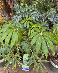 Image result for Wiesneria filifolia