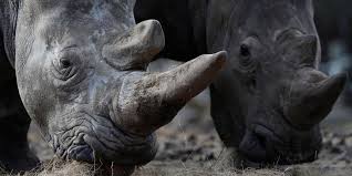 Poachers Kill Vince The Rhino Inside French Zoo Animals Beautiful White Rhinoceros Rainforest Habitat