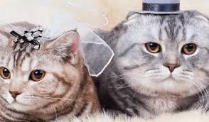 The female will defend her nesting area with some unique behaviors. Five Key Differences Between Male And Female Cats