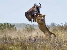 Lucky Animals Escaped From Predators Fangs Youtube Interaction between species which enhance the fitness of 1 species while reducing the fitness of the other. lucky animals escaped from predators fangs