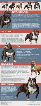 5 types of american bully dog breeds american bully daily