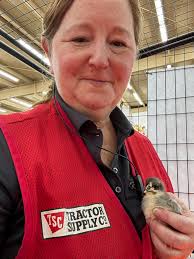 McLean hatch pullet available $100