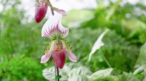 Image result for Rhipidoglossum densiflorum