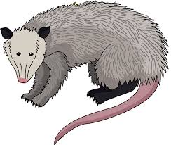 Possum Clipart Free Download Transparent Png Creazilla All cartoon png images are displayed below available in 100% png transparent white background browse and download free cartoon png free download transparent background image available in.