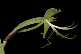 Image result for Bonatea pulchella