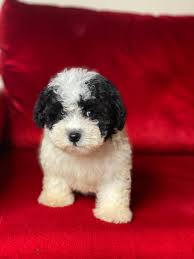 Morkie Guzellilgi Nettepet Com