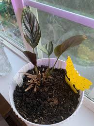 Image result for Calathea