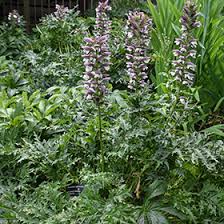 Image result for Aeollanthus pubescens