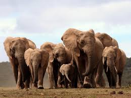 Image result for elephant