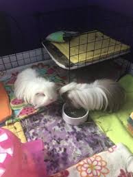 Our affordable pet vaccination clinics offer quality, preventive care to help ensure your pet's health & wellness. Scales Tails Exotic Pet Clinic Veterinarians 4325 Sw Beaverton Hillsdale Hwy Southwest Portland Portland Or Phone Number Yelp