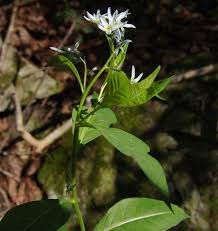 Image result for Farquharia elliptica