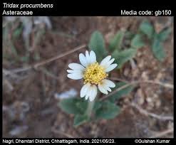 Image result for Tridax