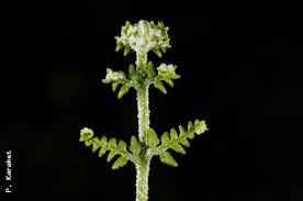 Image result for Pityrogramma calomelanos