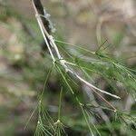 Image result for Asparagus exuvialis