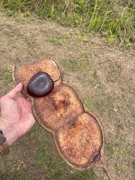 Image result for Entada gigas