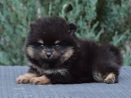 Black And Tan Puggle Puppies For Sale Pomeranian Puppy Sales Buy Your Pomeranian Puppy Here Pomeranian Puppy Black Pomeranian Puppies Pomeranian Dog