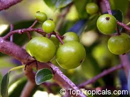 Image result for Flacourtia indica