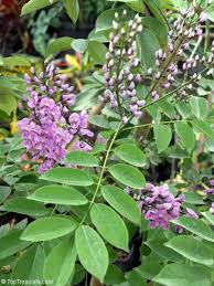 Image result for Lonchocarpus