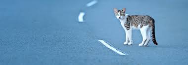 Rückenmarksverletzungen bei katzen verletzungen des rückenmarks entwickelt sich durch verschiedene ursachen bei katzen aller rassen und altersgruppen. Wenns Kracht Zahlt Jede Minute Tierwelt