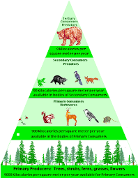 Biotic Factors In The Amazon Rainforest Science Focus Topic 1 Notes Interactions Within Ecosystems Rainforest Food Web Ecosystems Projects Energy Pyramid