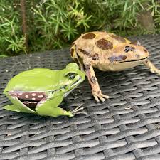 Get the best deals on frog garden statues & lawn ornaments. Green Frog Garden Ornament By London Garden Trading Notonthehighstreet Com