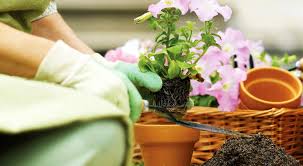 Erkan şamcı çiçek bakımı sıklemen saksısı oluşturma, saksı deliklerinin üzerine neden taş konur? Evde Cicek Bakimi Nasil Yapilir