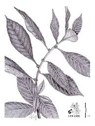 Image result for Struchium