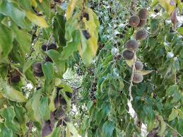 Tree fruit pest identification and monitoring cards. Plant Id Forum Identification Of Ficus Like Fruits Location Of Tree Mexico Garden Org