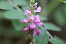 Image result for Indigofera graniticola