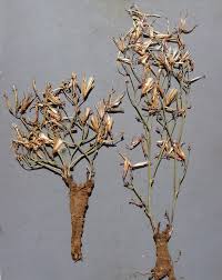 Image result for Launaea rogersii