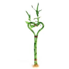 I was pleased that lucky bamboo does not defer to western tastes as much as other chinese restaurants and even the restaurants we visited in china. Lucky Bamboo Buy Indoor Plants In Dubai And Uae Green Souq Uae