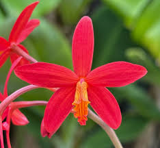 Image result for Ochna richardsiae