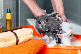Kedi Yikamak Zararli Midir Kedi Nasil Yikanir Suzionline