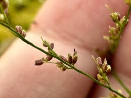 Image result for Steinchisma laxum