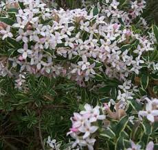 Check spelling or type a new query. Daphne Pruning Winter Care And Fertilizing Hawks Landscape Inc