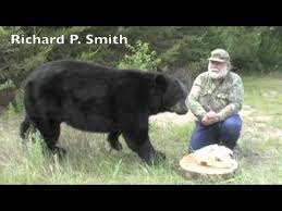 Best Black Bear Dvd Field Judging