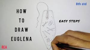 Check spelling or type a new query. How To Draw Plant Cell 8th Std Youtube